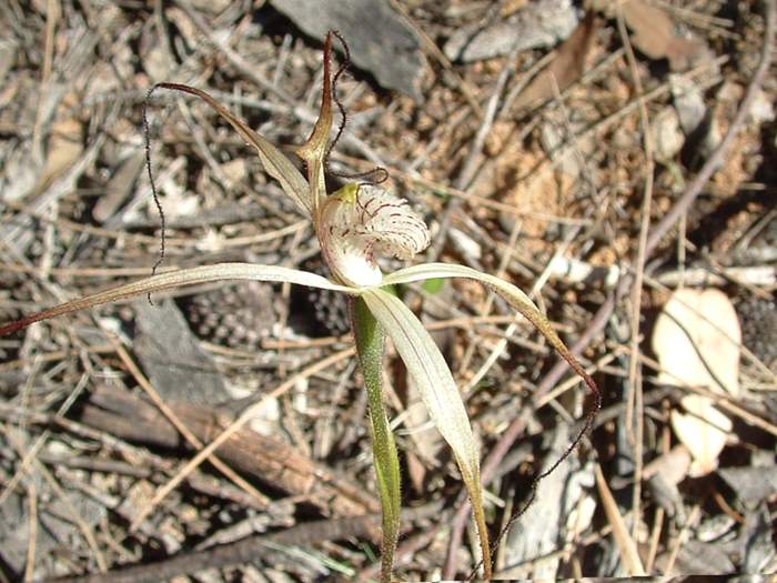 Caladenia - orchidaceae_white_spider_Caladenia_longicauda.JPG